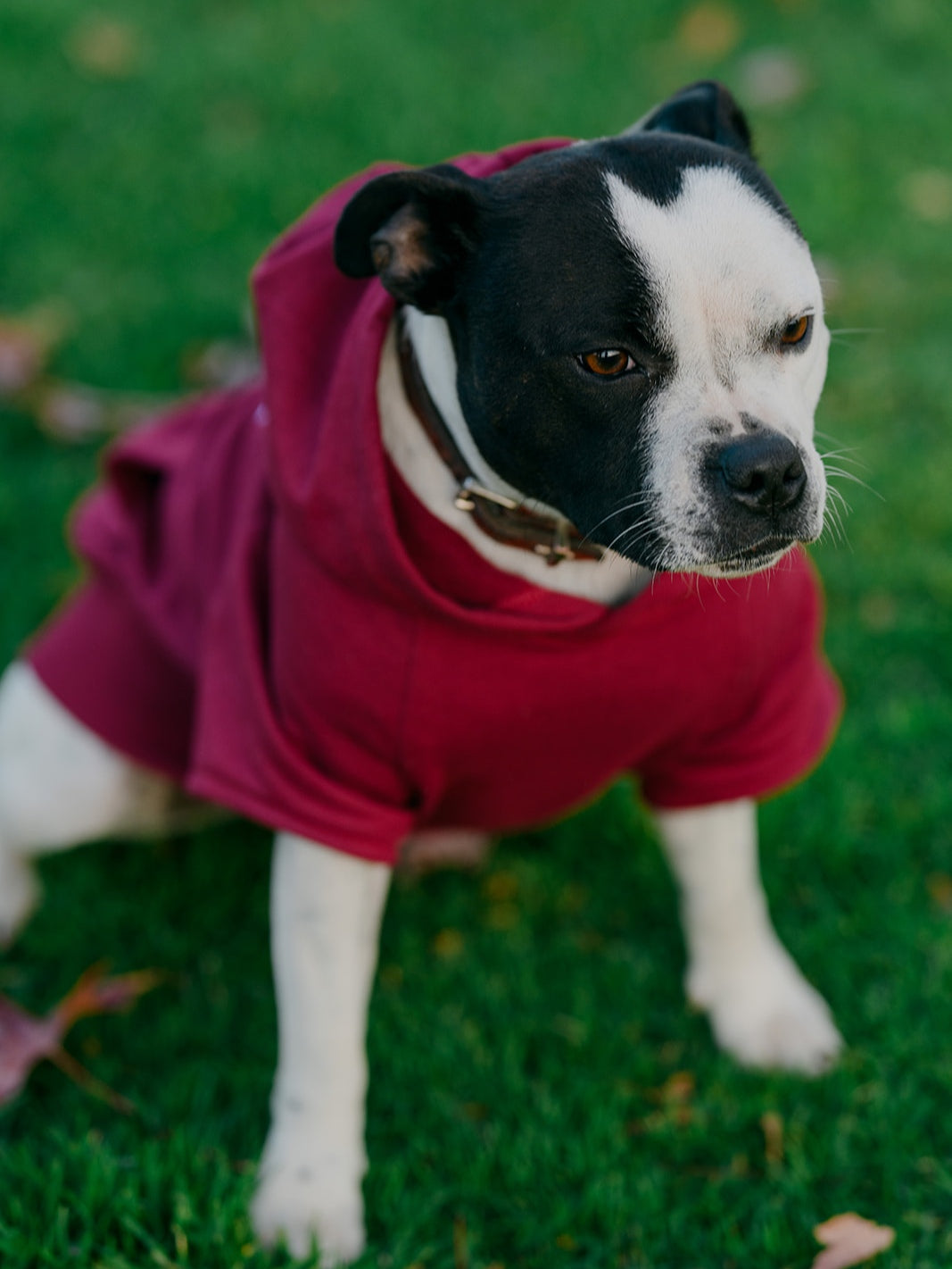 Polerón perro Oversize Burdeo