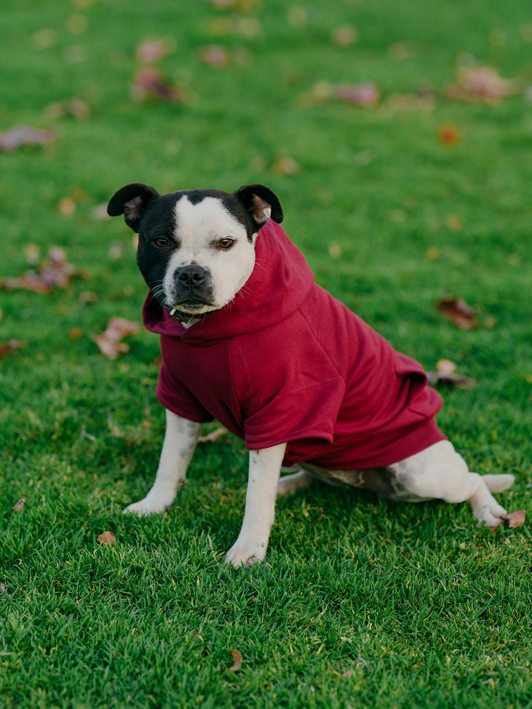 Polerón perro Oversize Burdeo